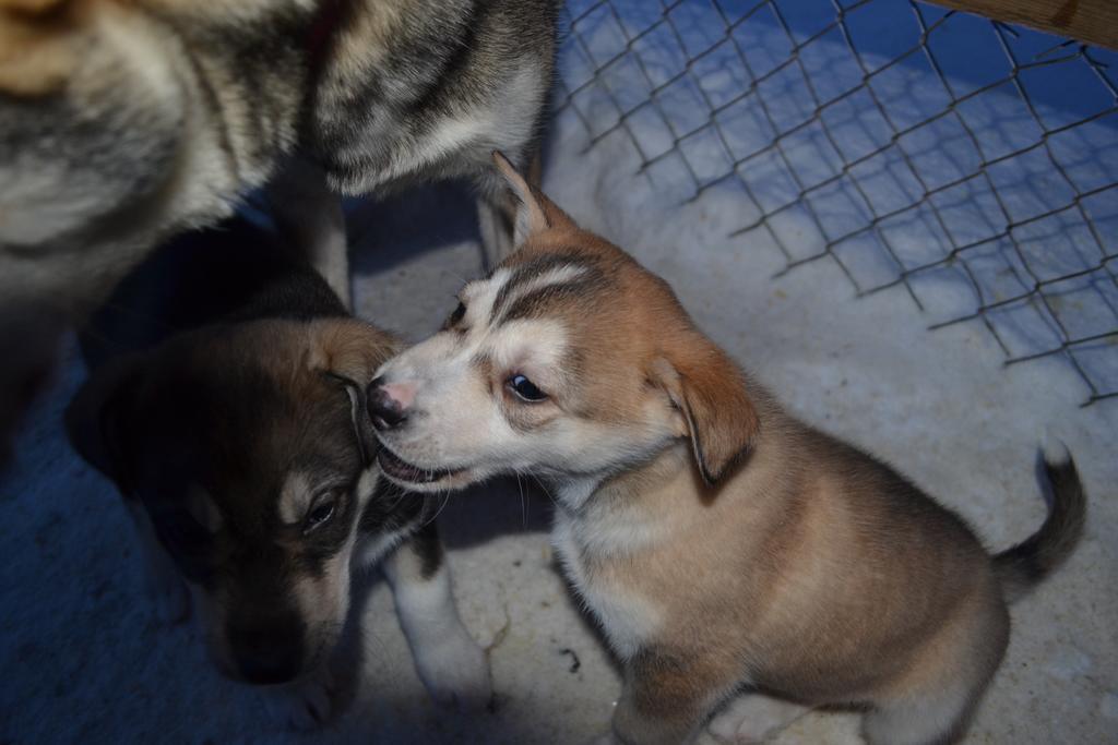 Guesthouse Husky Ivalo Eksteriør bilde