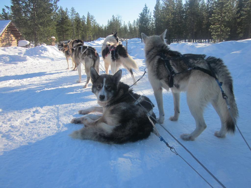 Guesthouse Husky Ivalo Eksteriør bilde